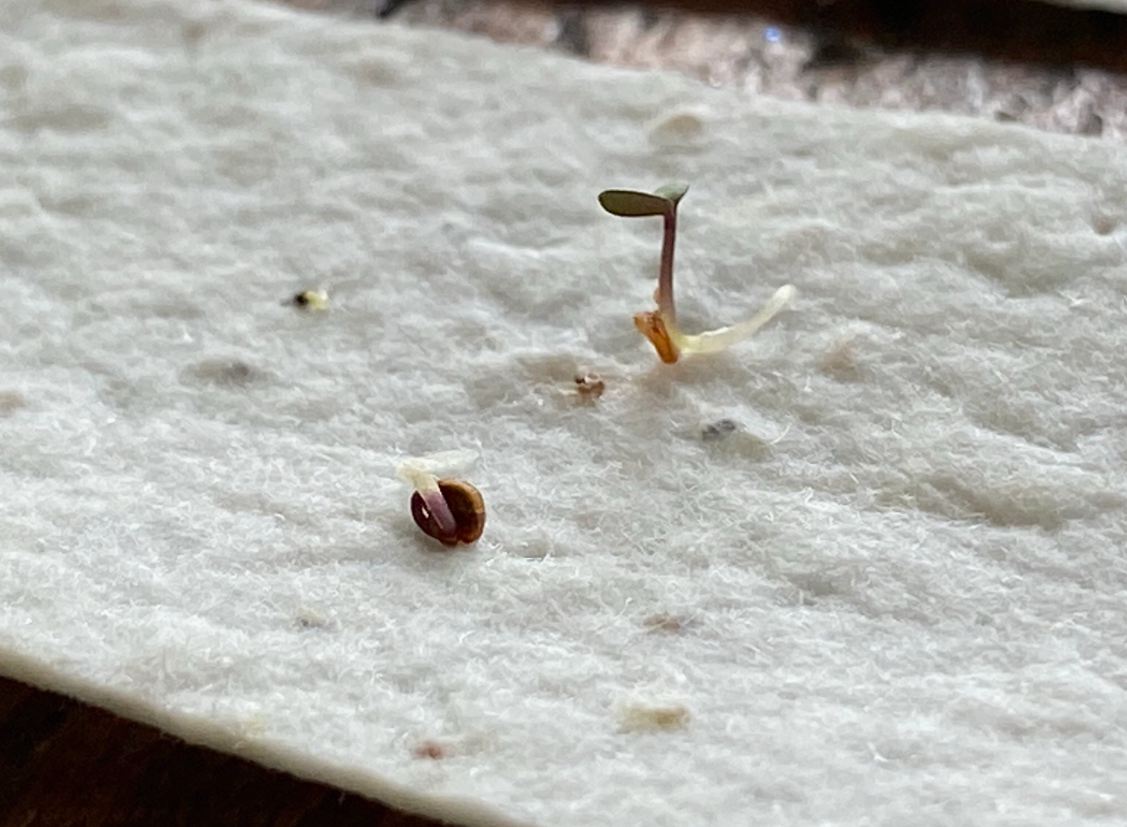 Close-up texture of zero-waste plantable seed paper embedded with non-invasive wildflower seeds to feed bees.